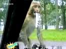 Funny videos - mieszne filmiki Darmowe filmy - Humor